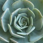 An image of a green flower